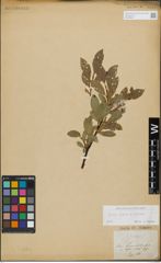 Foto von Salix glabra Scop. x Salix nigricans Sm.